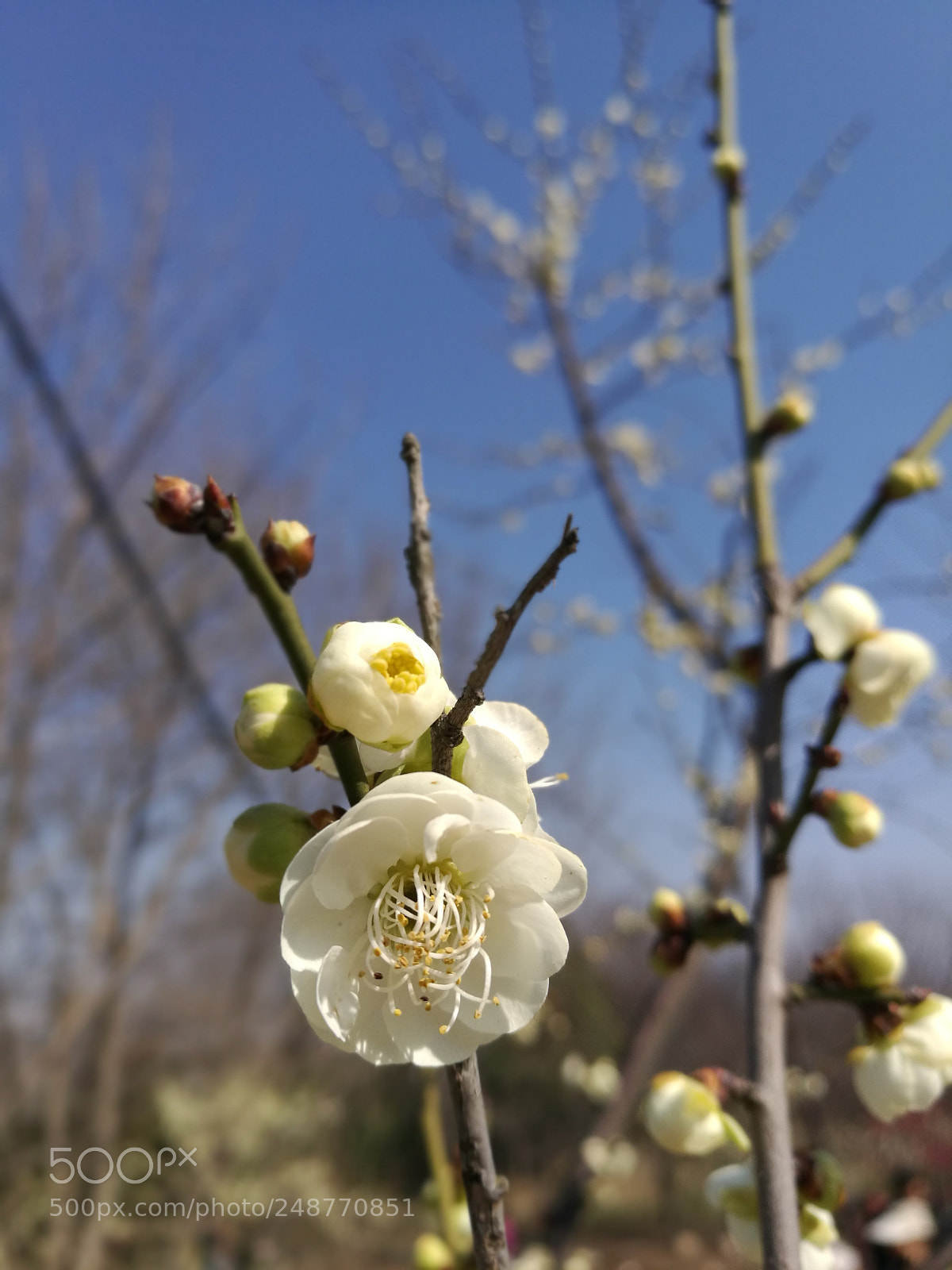 HUAWEI P9 Plus sample photo. Untitled photography