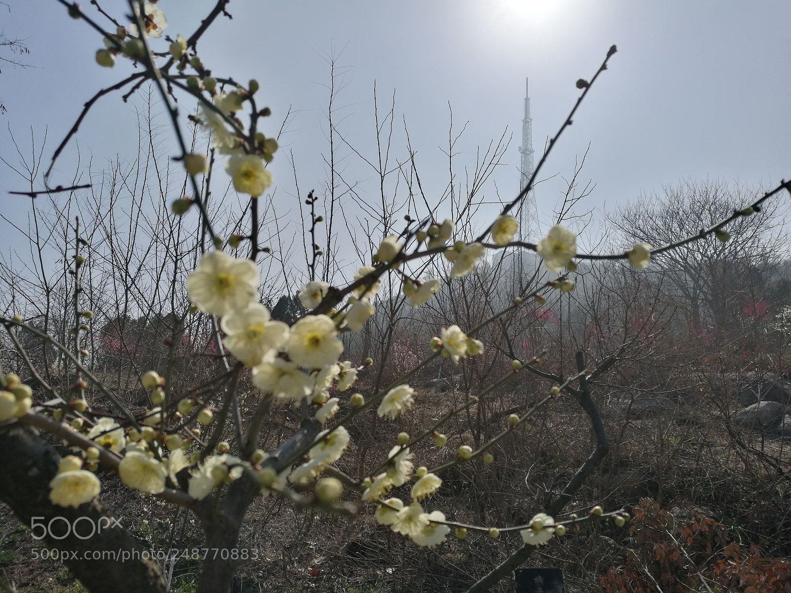 HUAWEI P9 Plus sample photo. Untitled photography