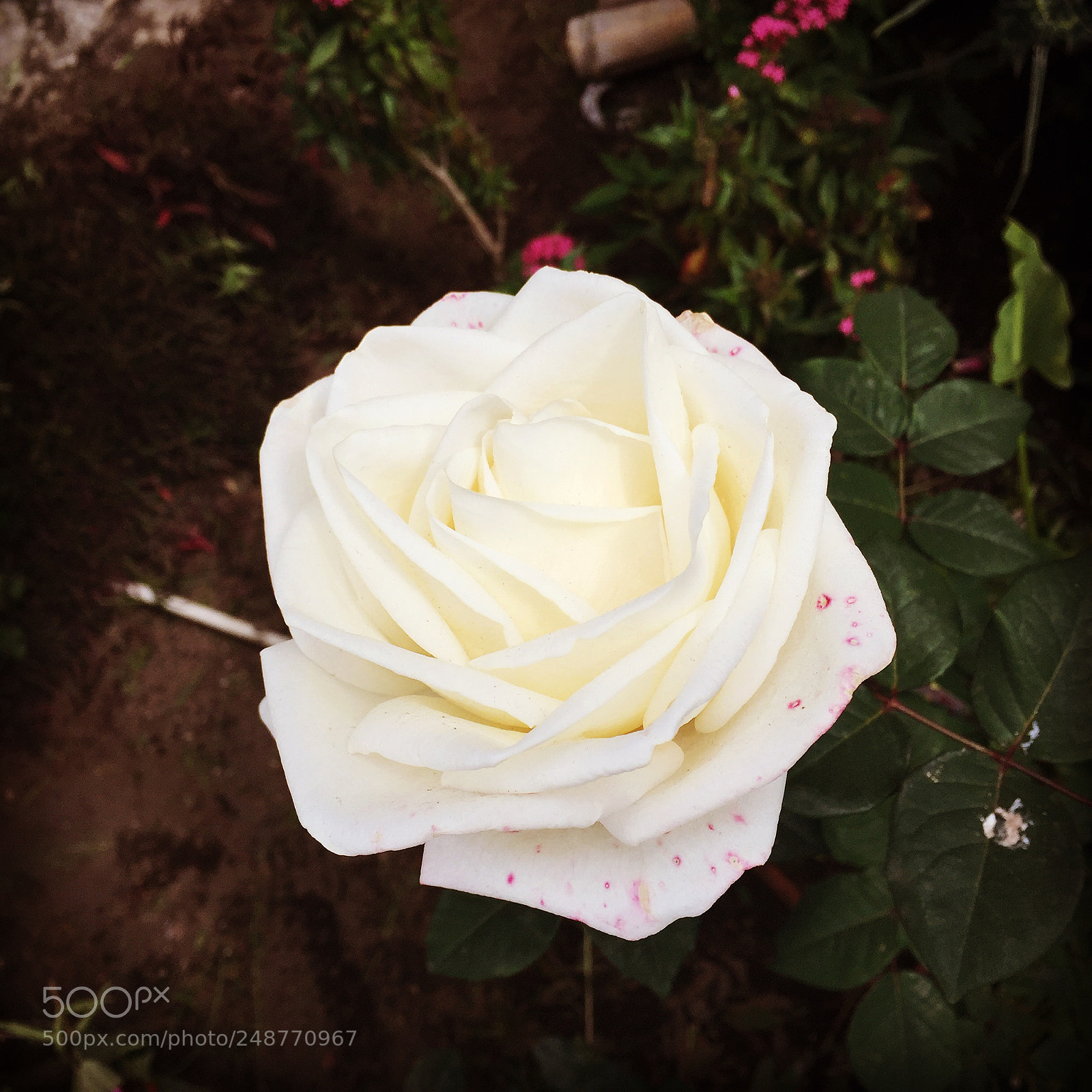Apple iPhone 6 sample photo. Wild rose photography