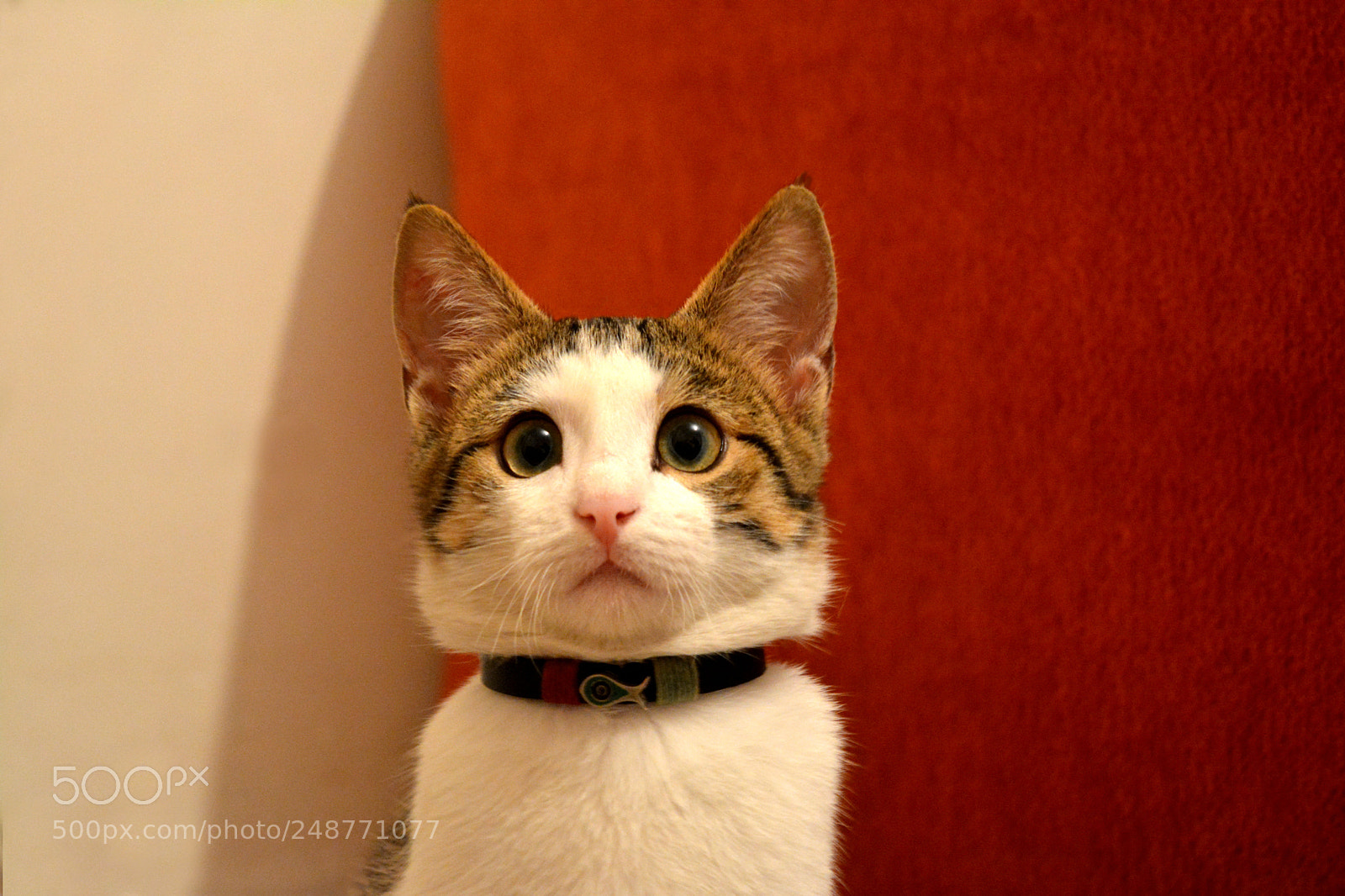 Nikon D5200 sample photo. Kopya photography