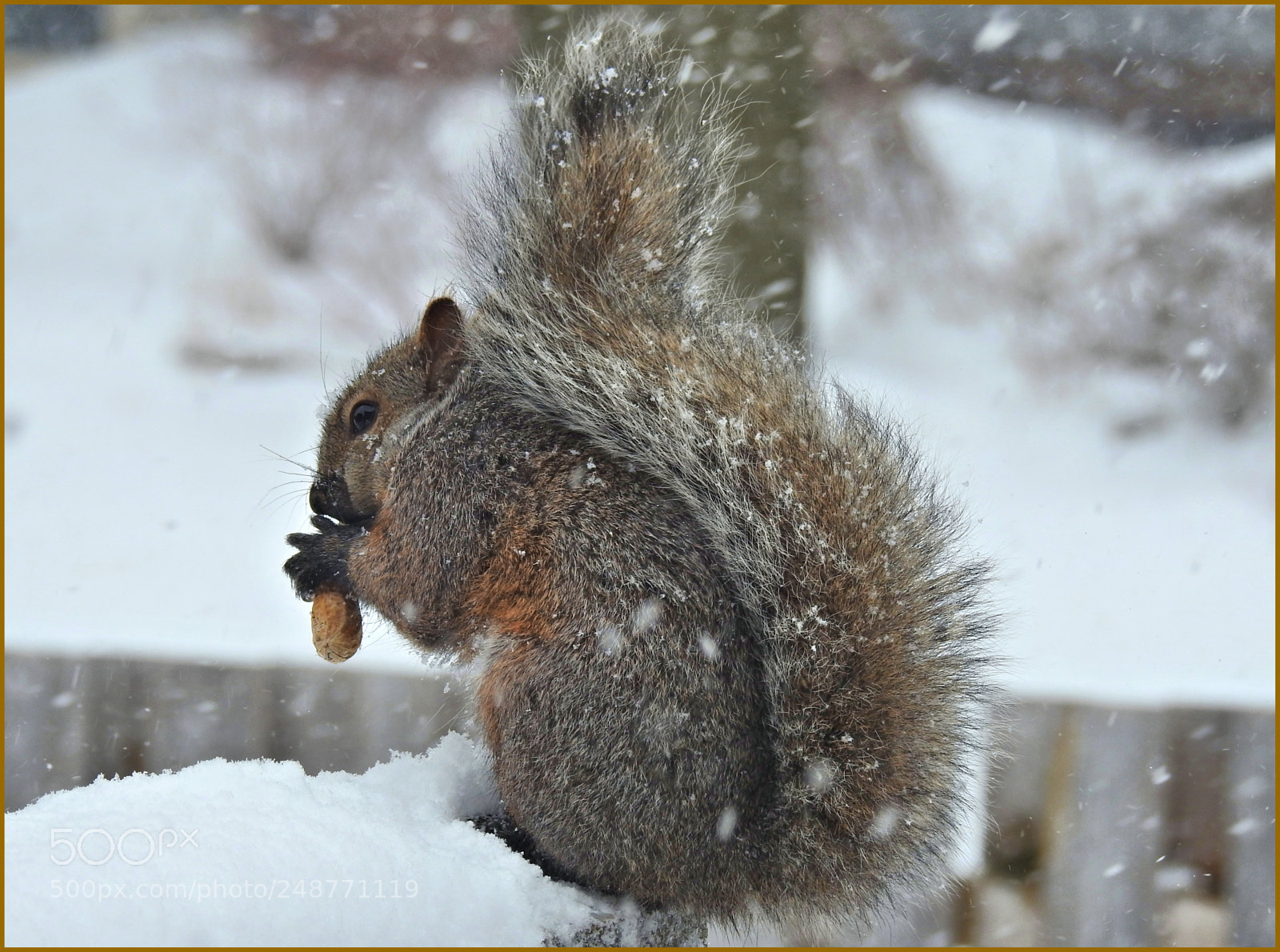 Nikon Coolpix P900 sample photo. March in canada photography