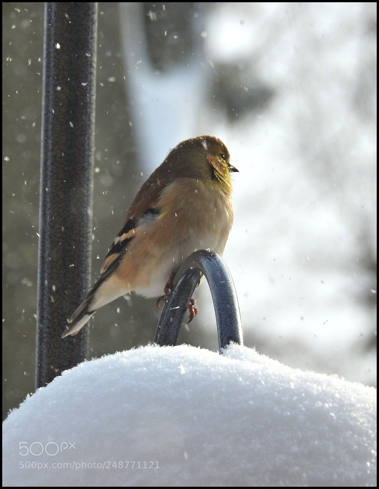 Nikon Coolpix P900 sample photo. Winter finch ll photography
