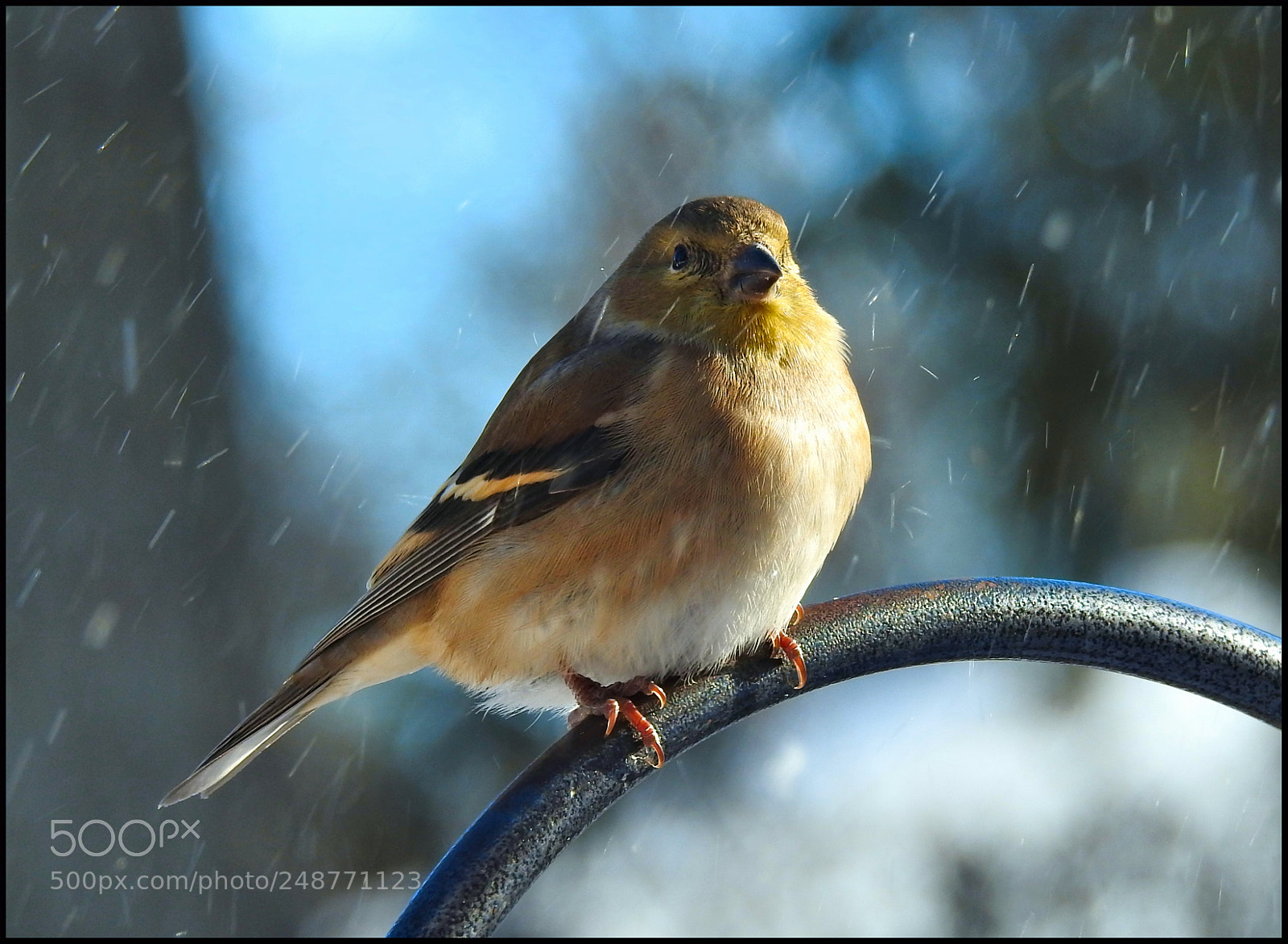 Nikon Coolpix P900 sample photo. Winter finch photography