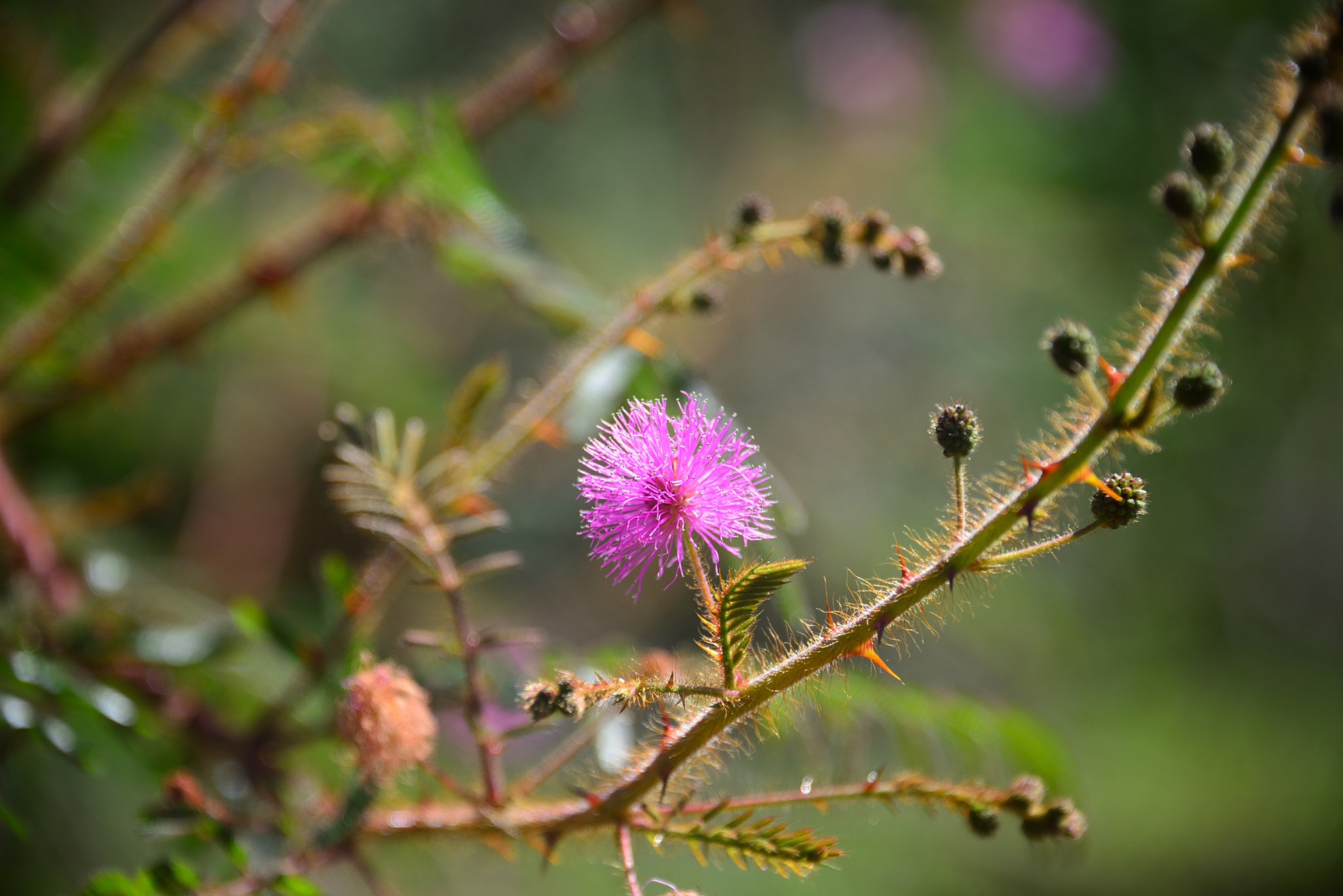Nikon D610 sample photo. There are thorns too! photography