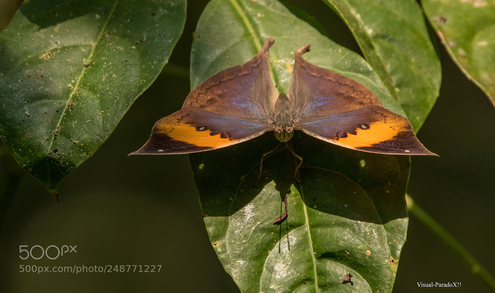 Canon EOS 7D Mark II sample photo. Orange oak leaf butterfly . photography