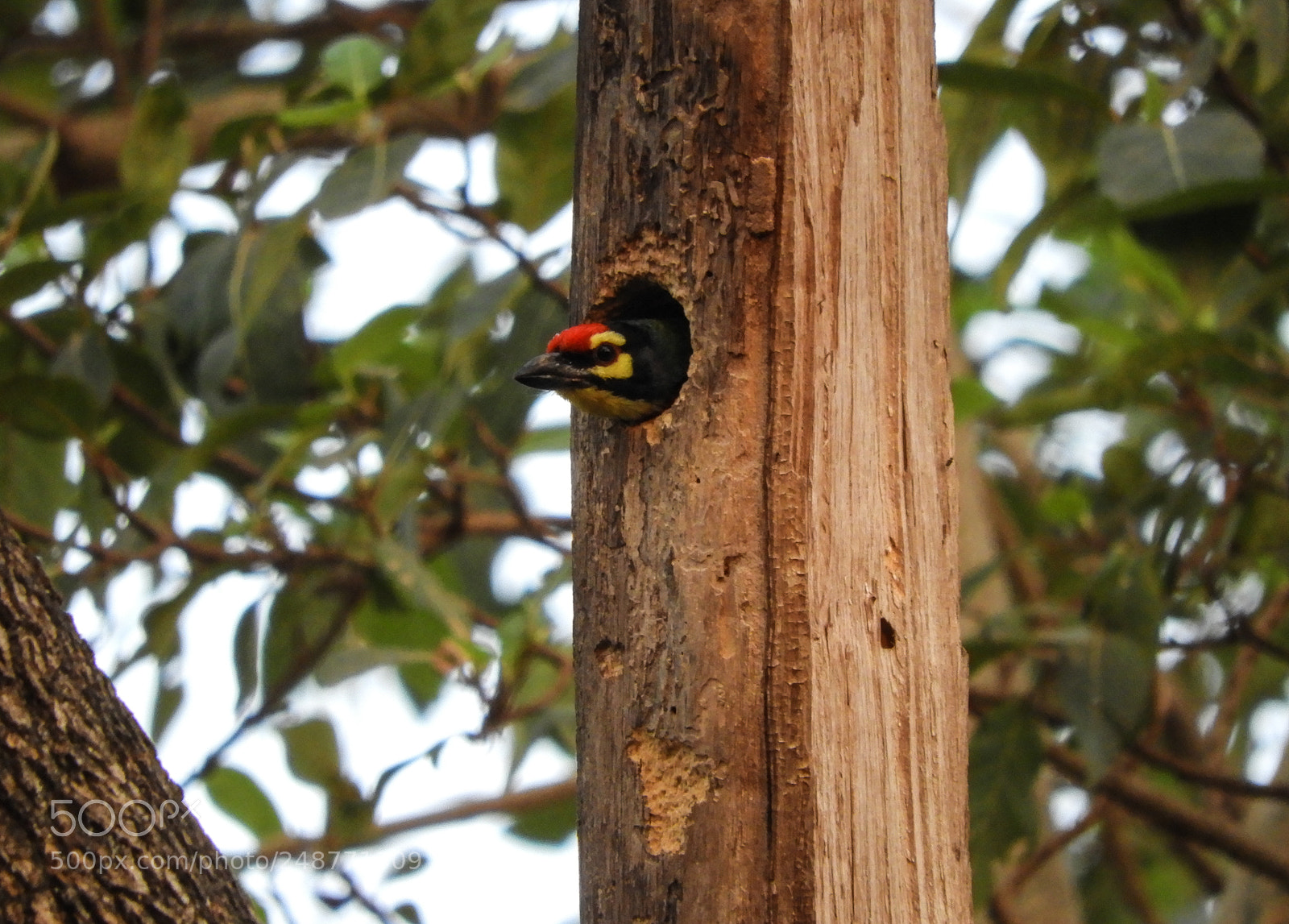 Nikon Coolpix B700 sample photo. Copper smit barbet photography