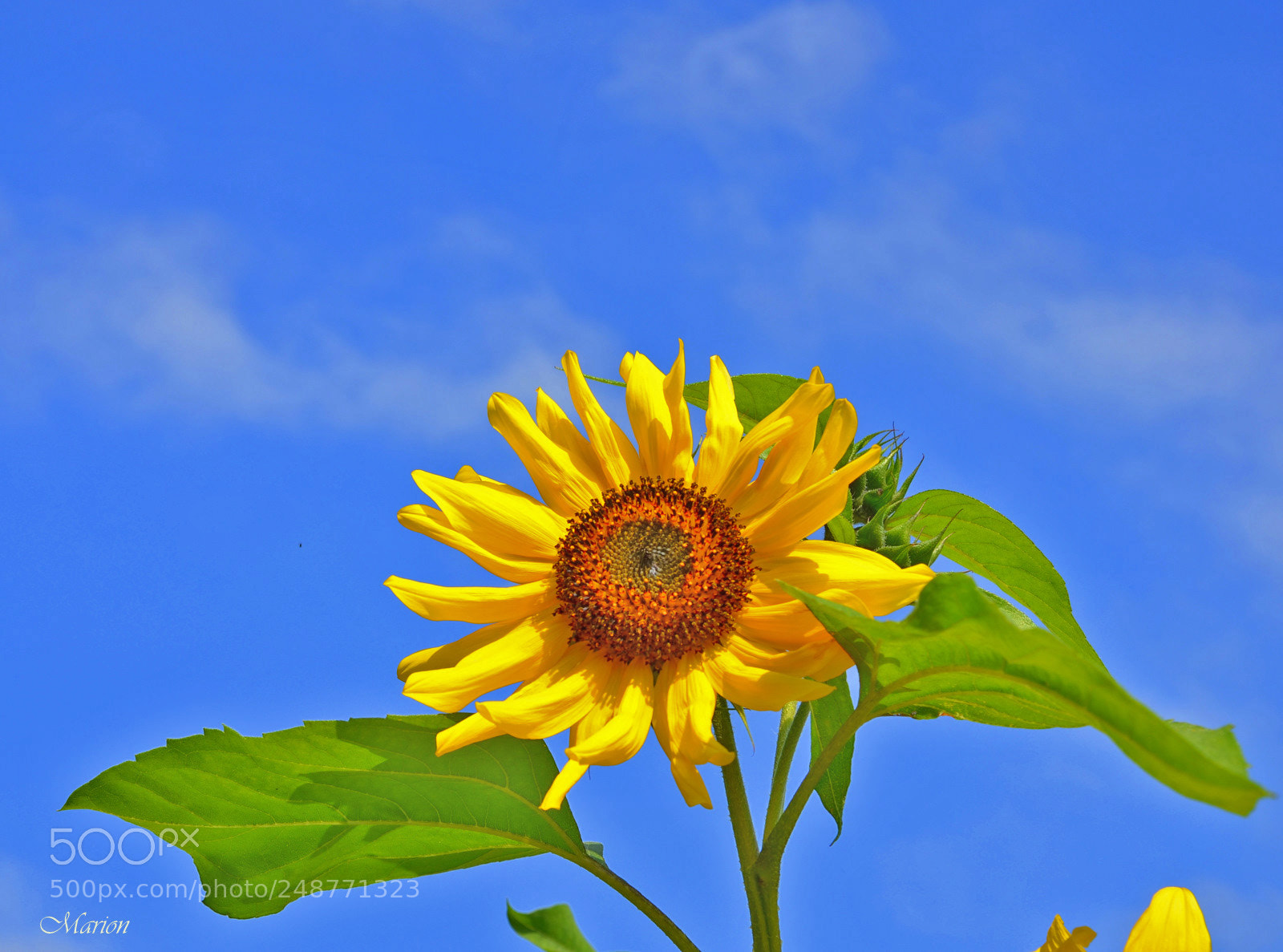 Nikon D7000 sample photo. Sunshine photography