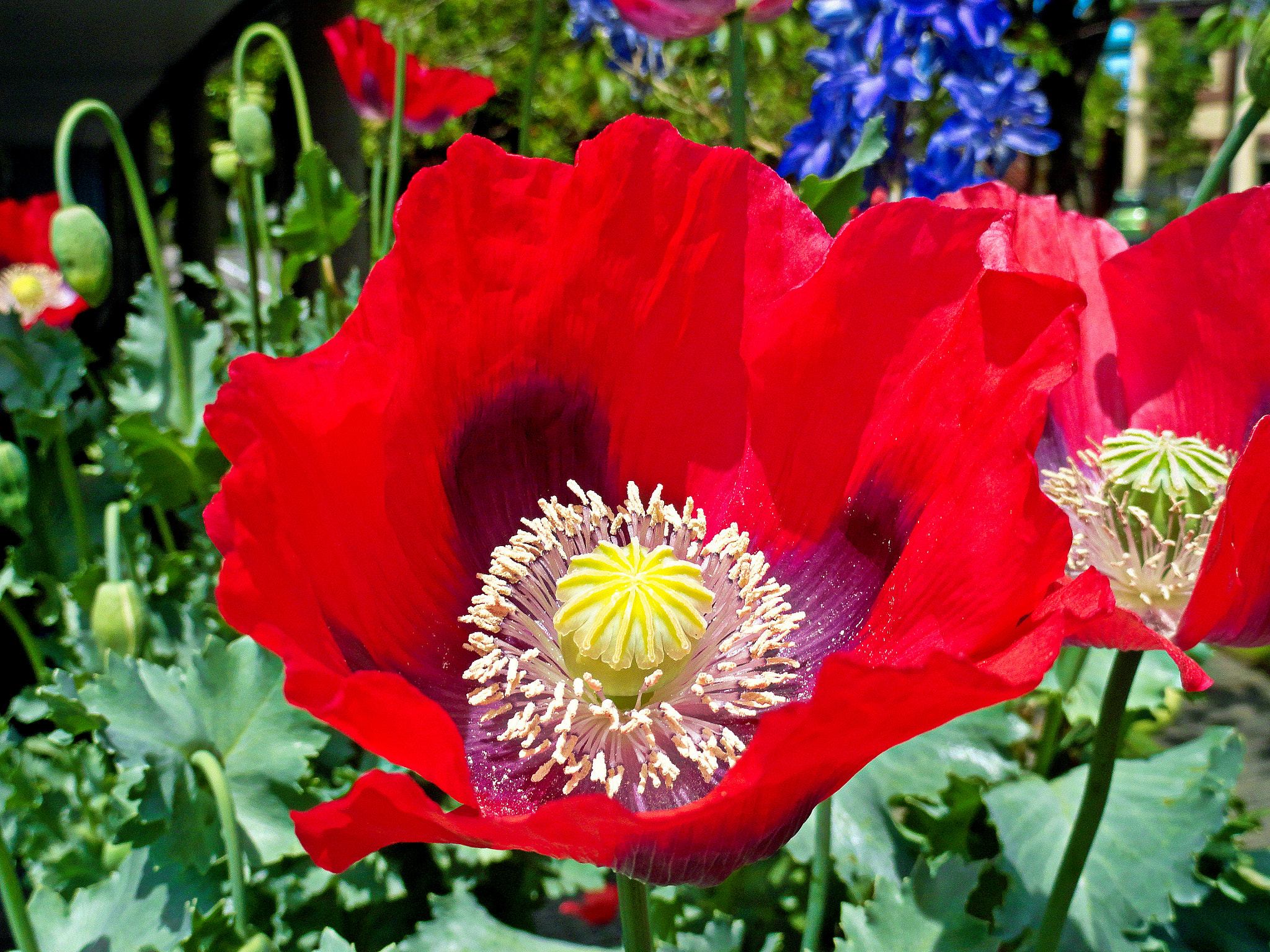 Sony Cyber-shot DSC-H70 sample photo. Olympia poppy photography