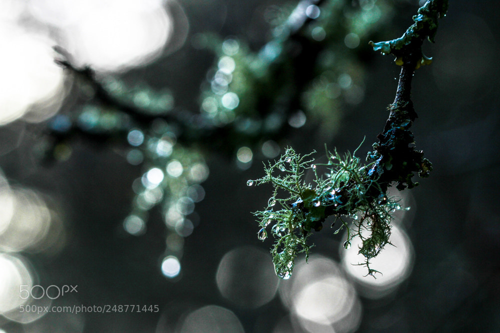 Canon EOS 7D sample photo. Lichen bejeweled photography