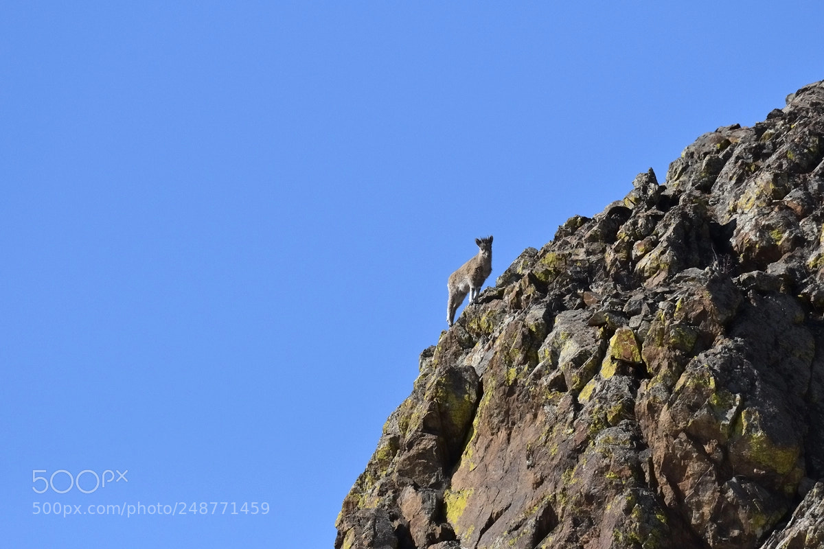 Nikon D500 sample photo. Mountain goat photography
