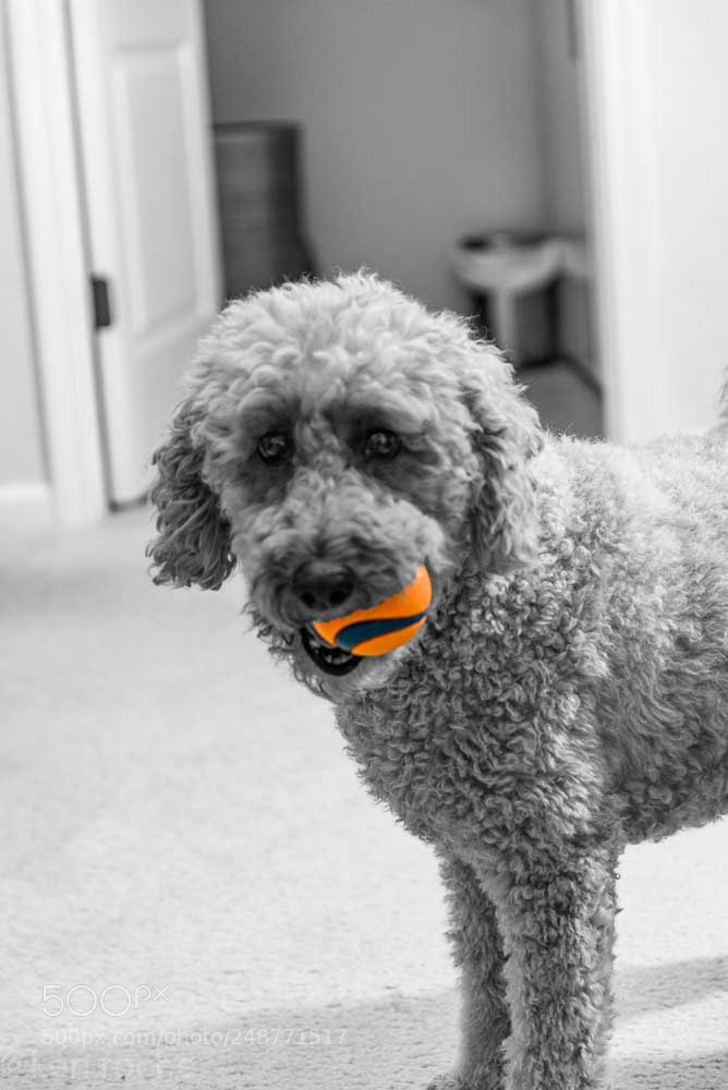 Nikon D610 sample photo. Marta with favorite ball photography