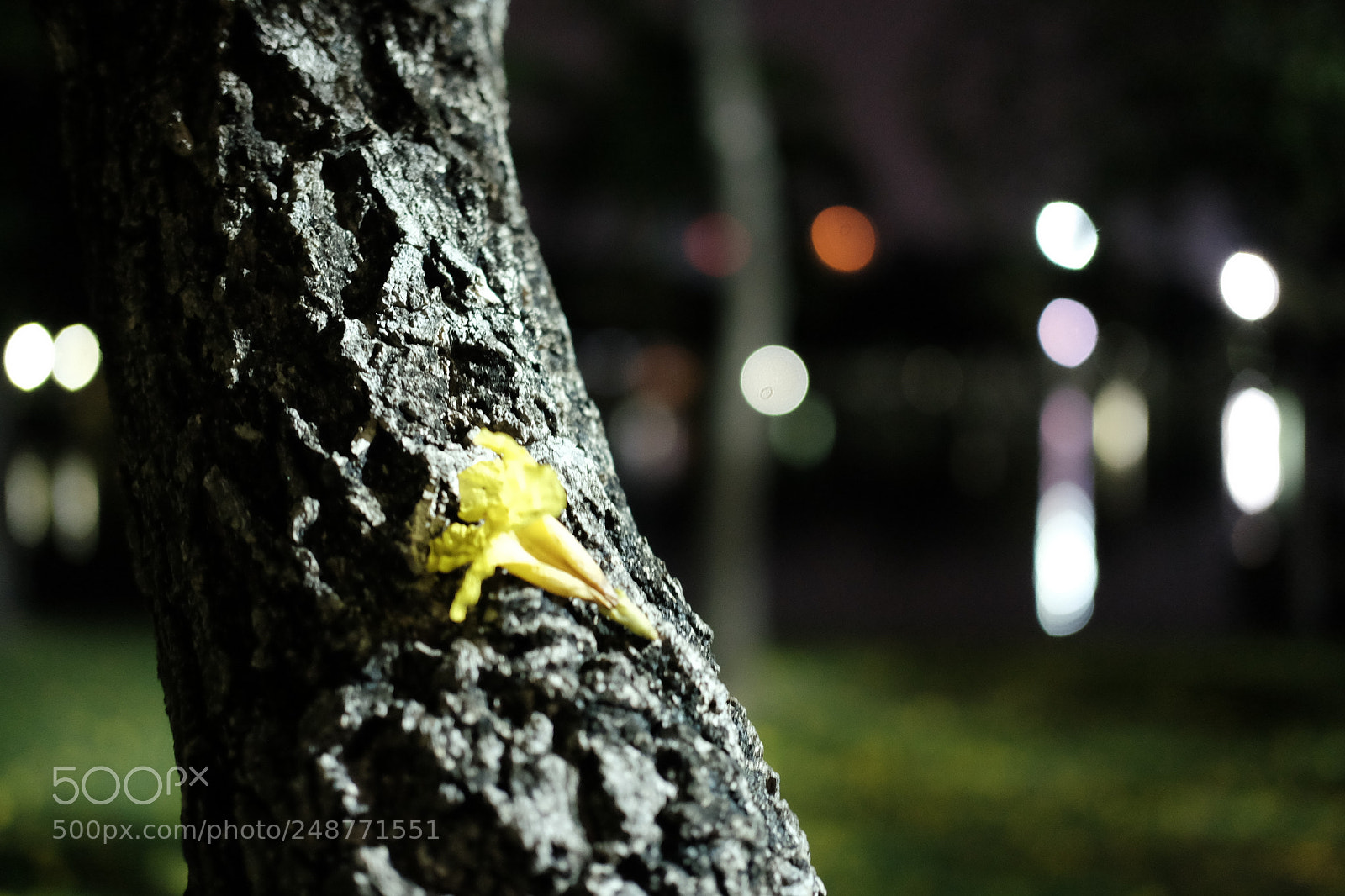 Fujifilm X-T10 sample photo. Where have all the photography