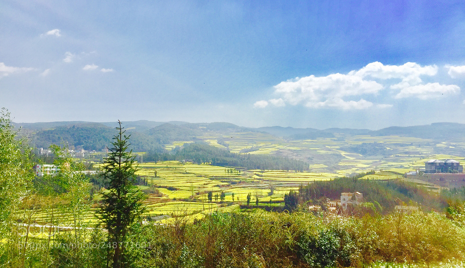 Apple iPhone 6 sample photo. 正值黄花烂漫时！ photography