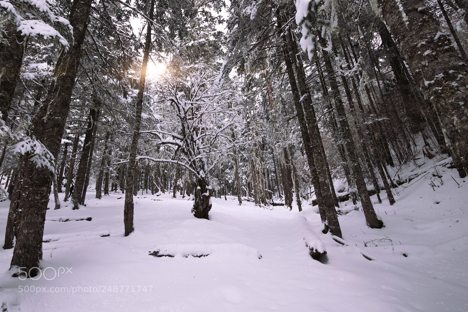 Nikon D800 sample photo. Snow photography