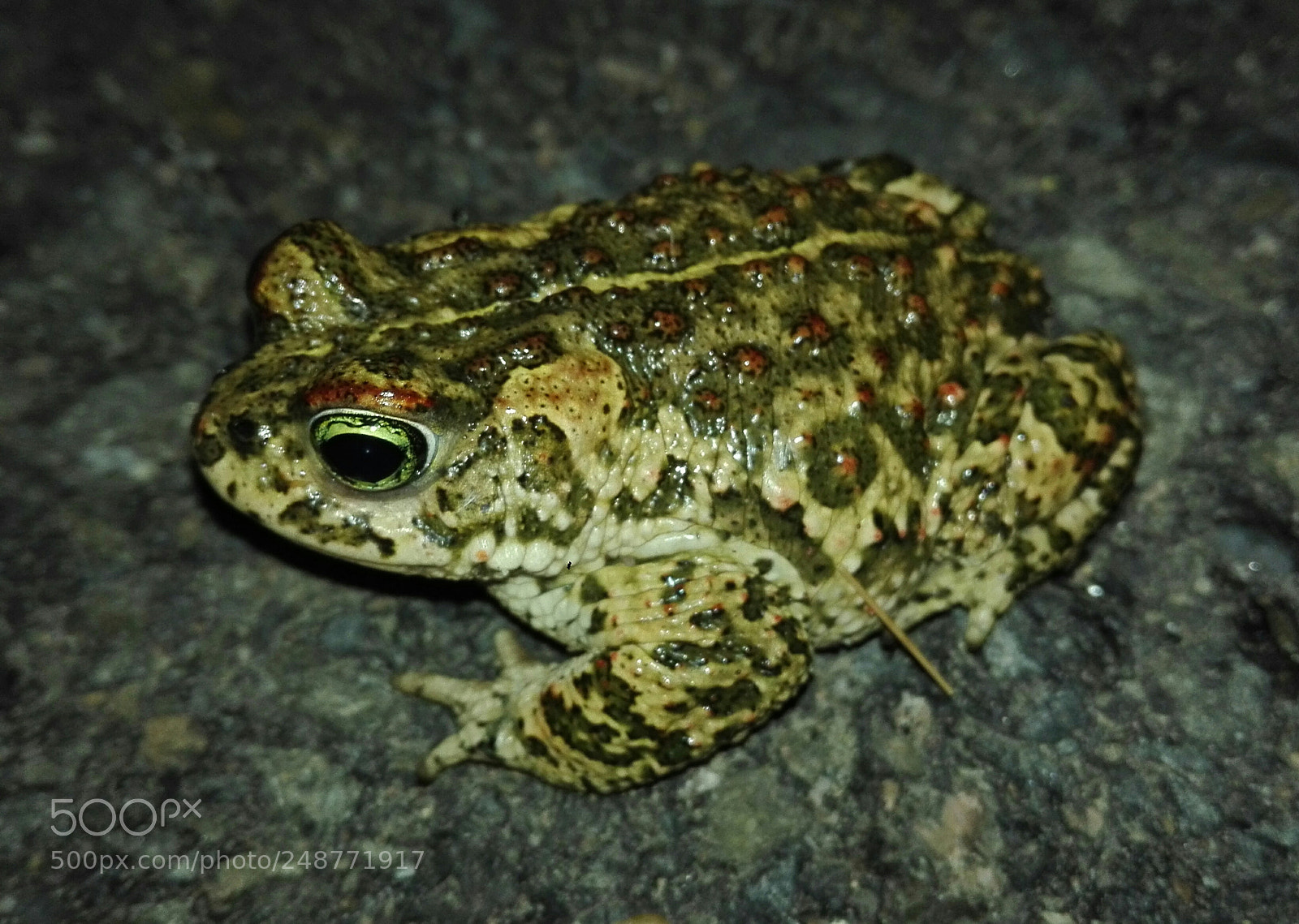HUAWEI P8 Lite sample photo. Epidalea calamita photography