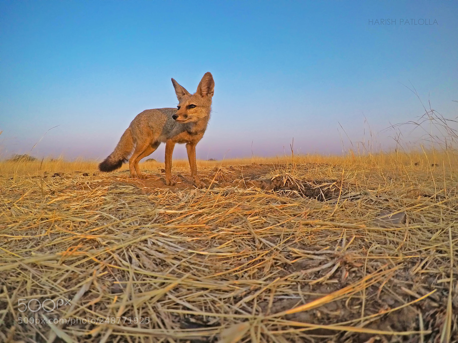GoPro Hero5 Black sample photo. Indian fox photography