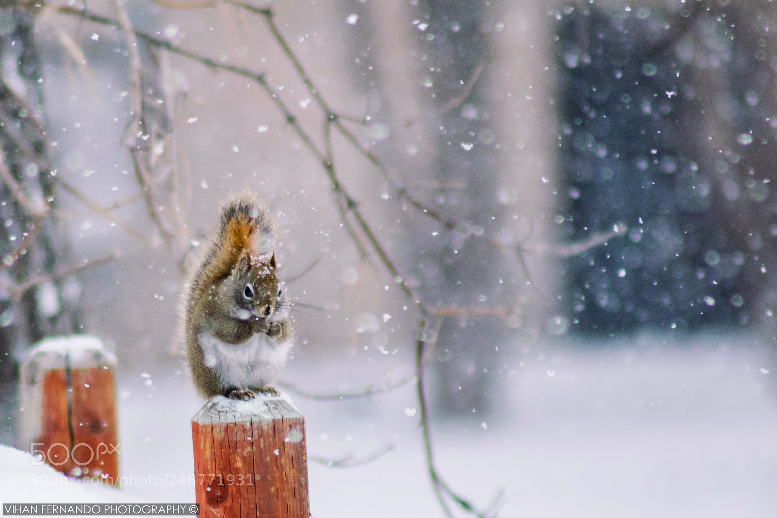 Nikon D5300 sample photo. Squirell in snow photography