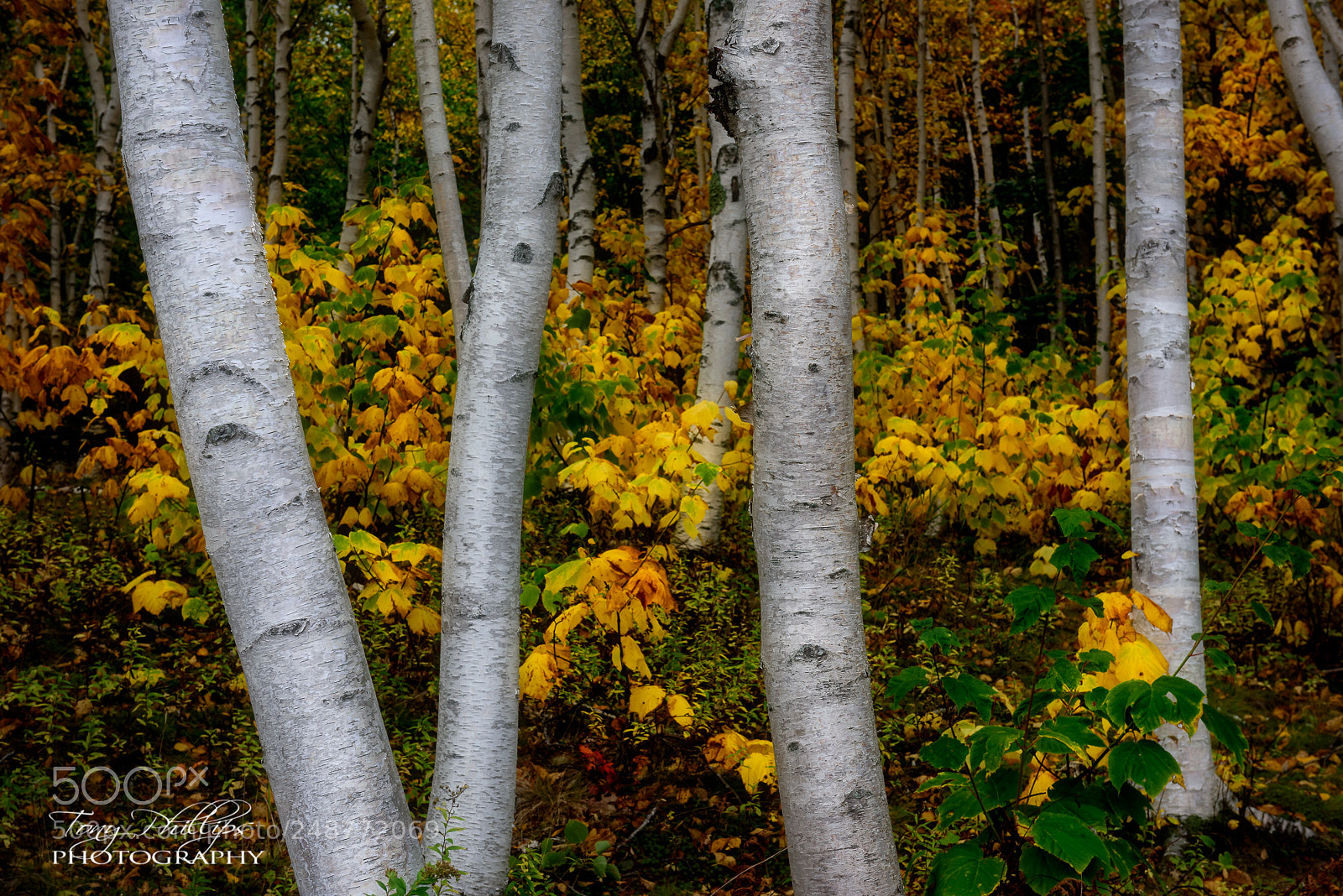 Nikon D810 sample photo. Birch magic photography