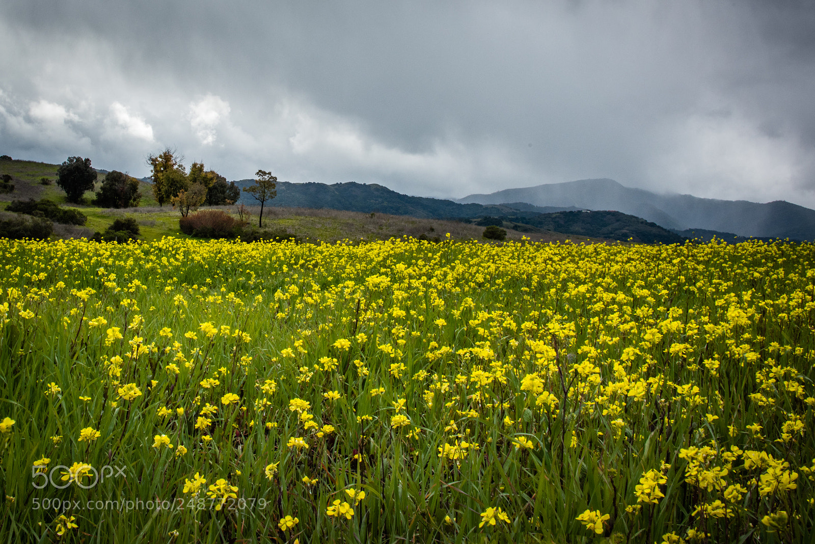 Nikon D810 sample photo. Early spring photography