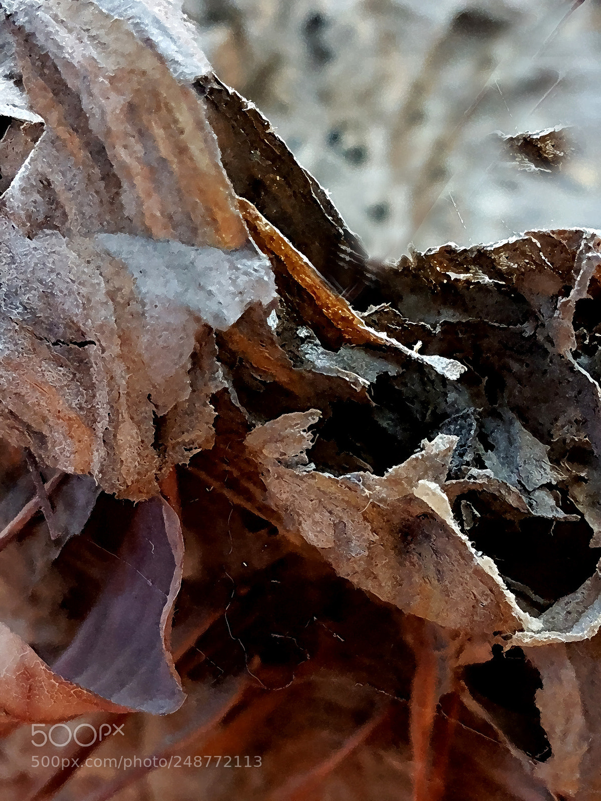 Samsung Galaxy S7 sample photo. Shell 2 photography