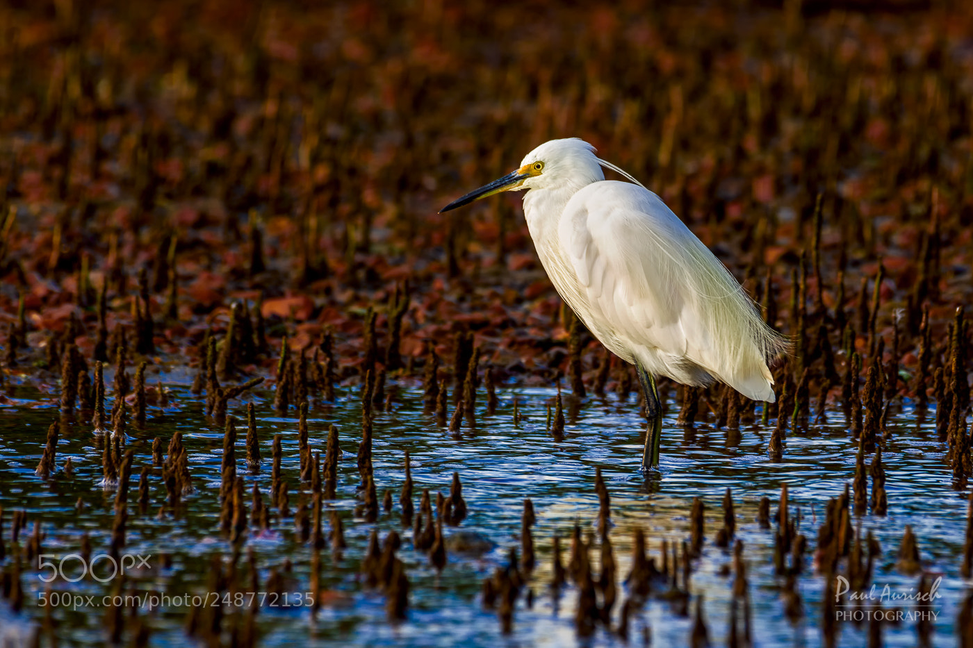 Nikon D500 sample photo. Great egret photography