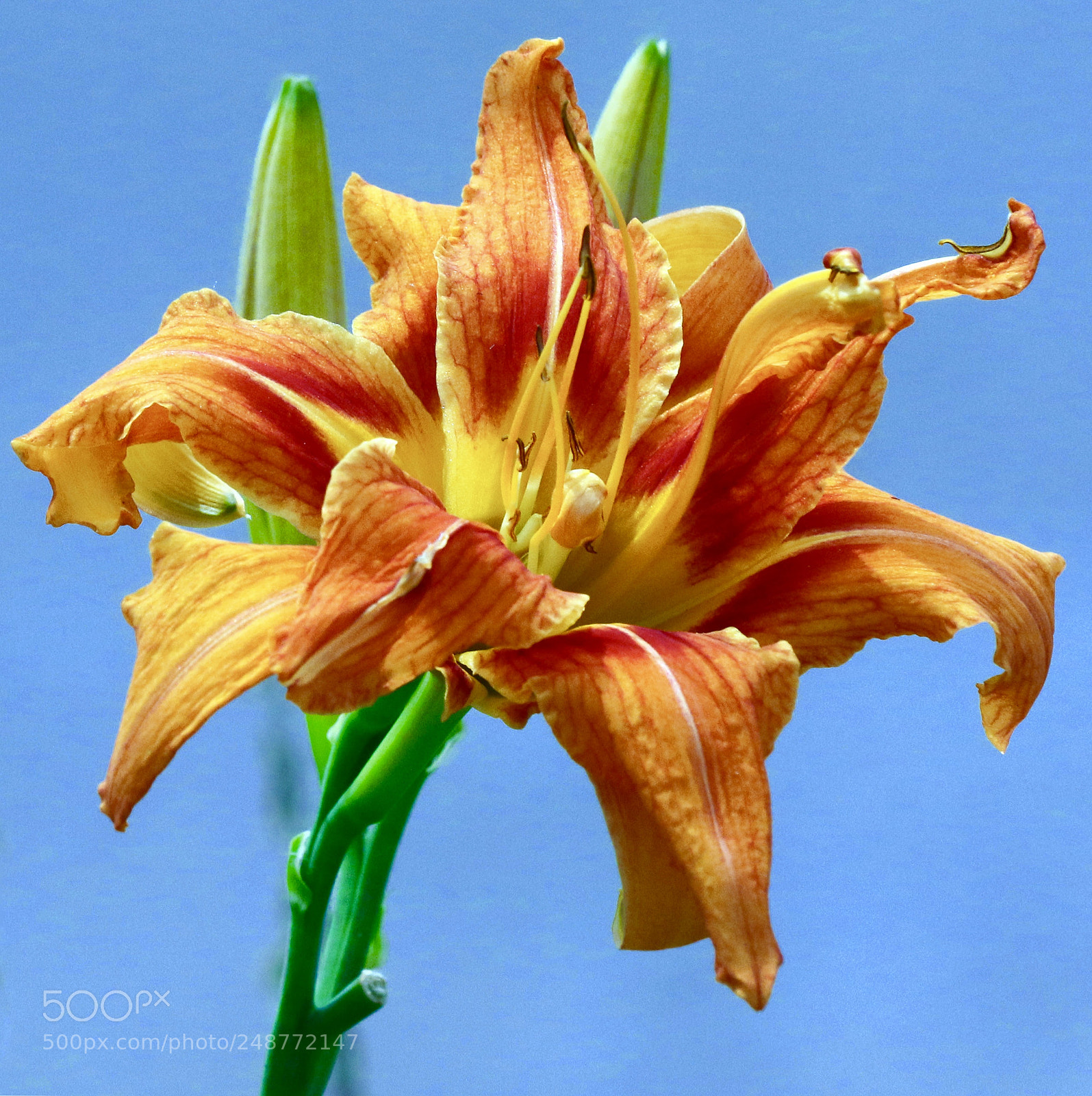 Canon EOS 7D Mark II sample photo. Lily photography