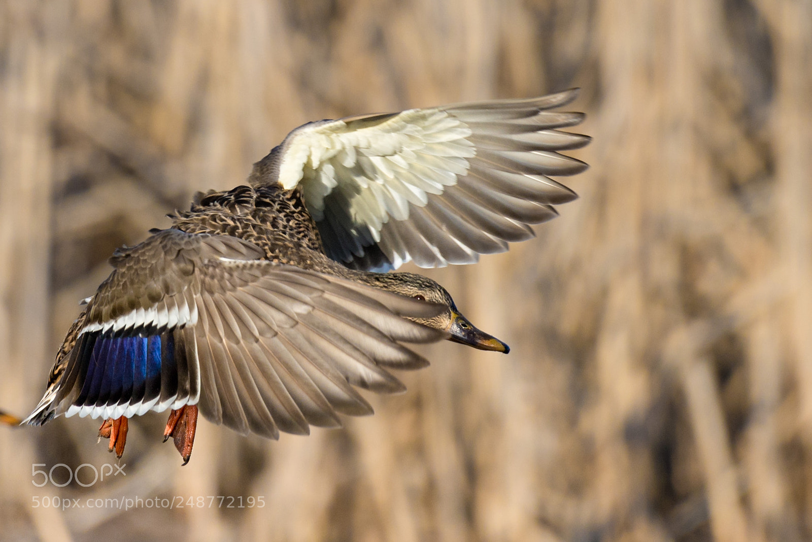 Nikon D610 sample photo. Mallard landing photography