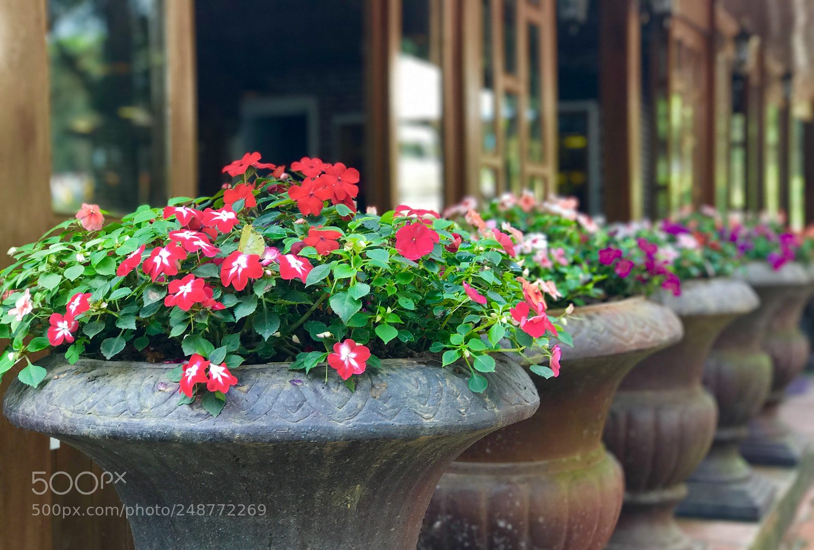 Apple iPhone 7 Plus sample photo. Flowers photography