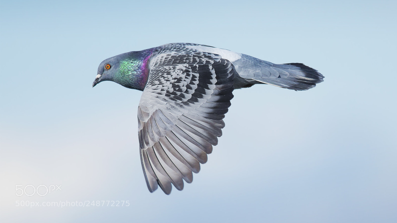 Nikon D800E sample photo. A beautiful pigeon photography