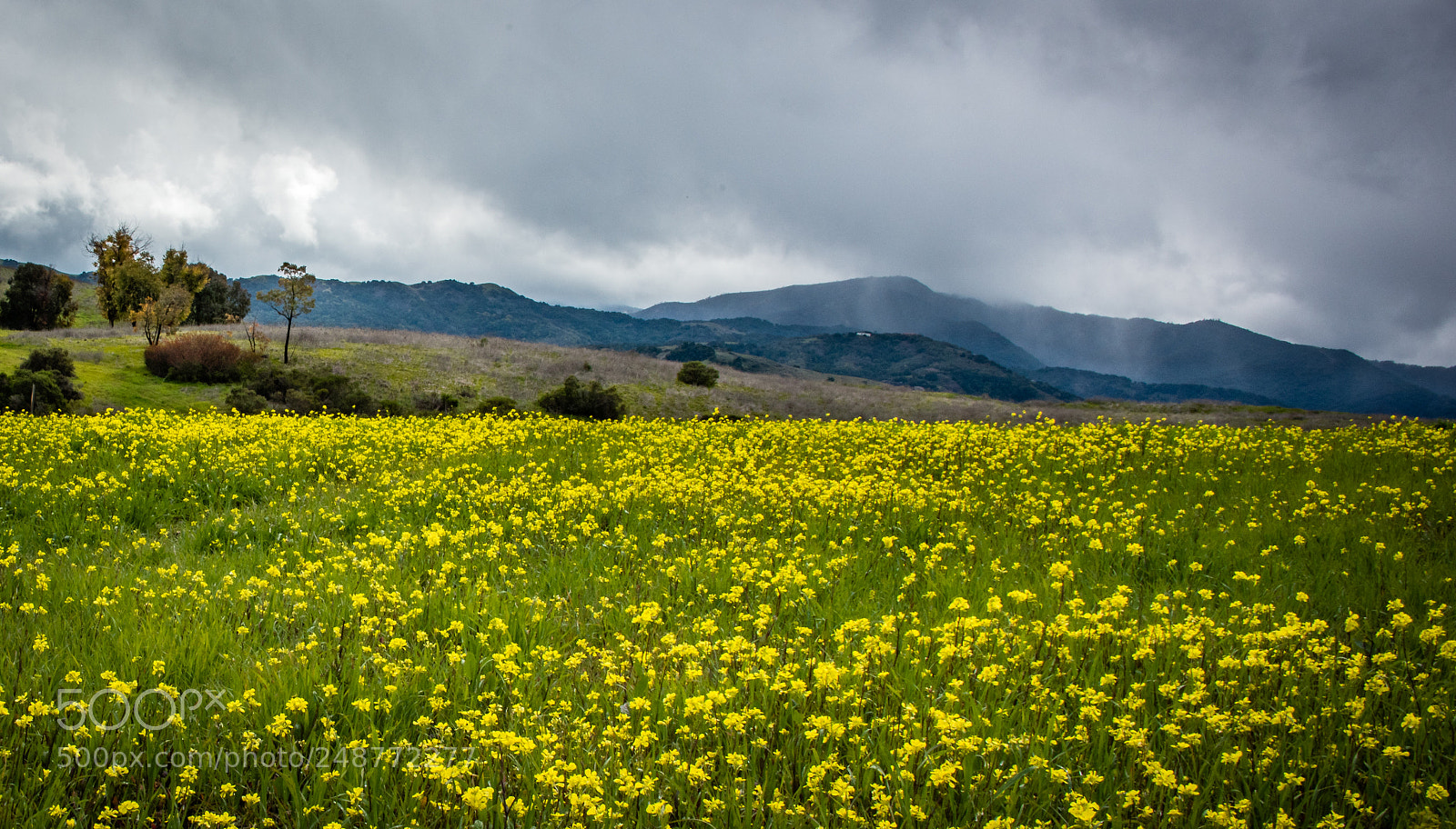 Nikon D810 sample photo. Spring photography
