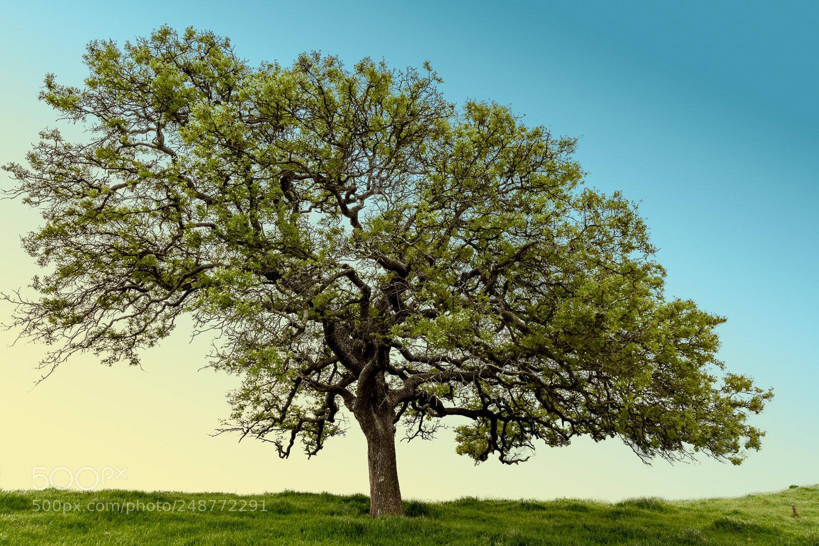 Canon EOS 5DS R sample photo. Del valle regional park photography