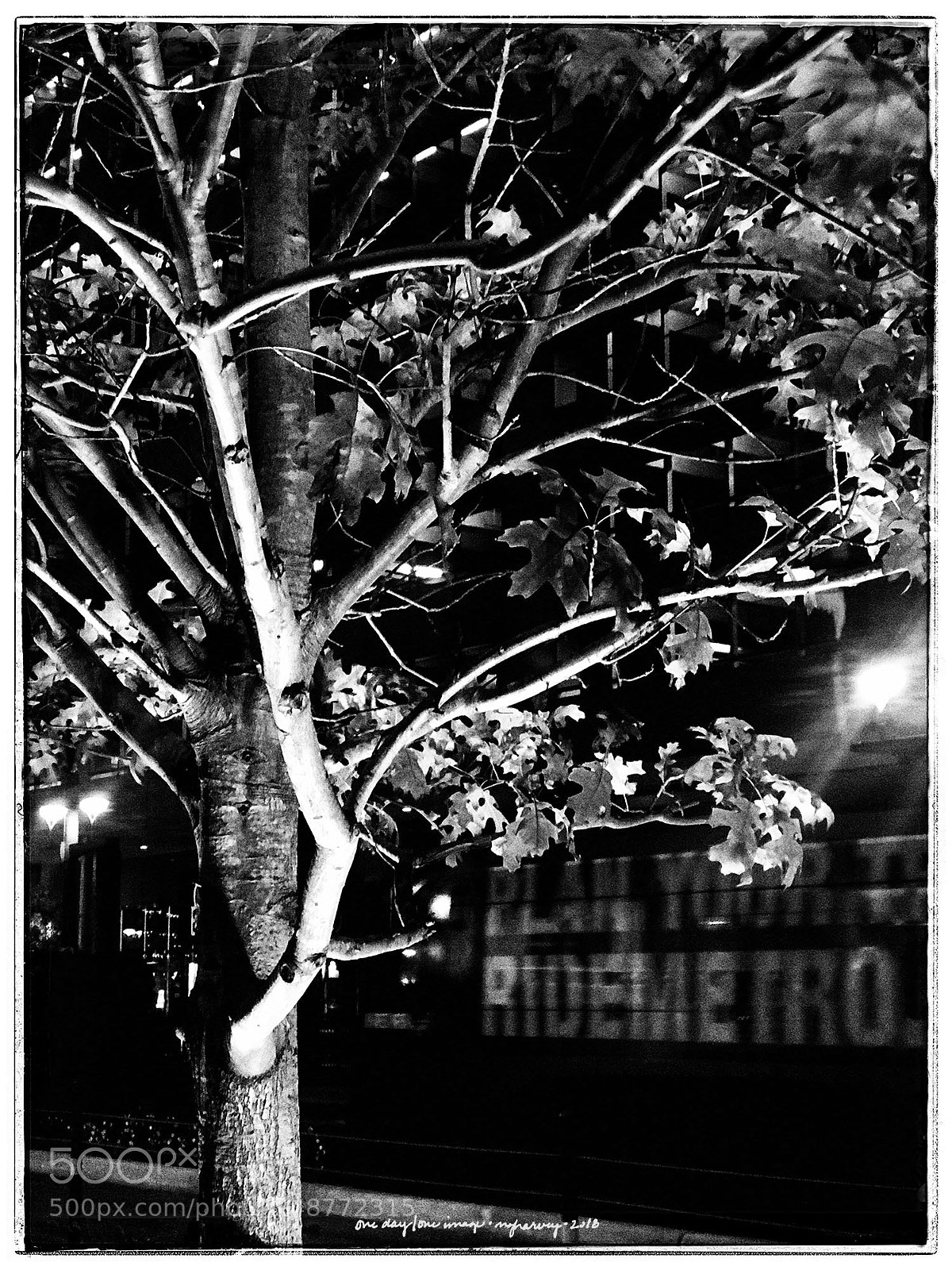 Apple iPhone 7 Plus sample photo. Tree and train on photography