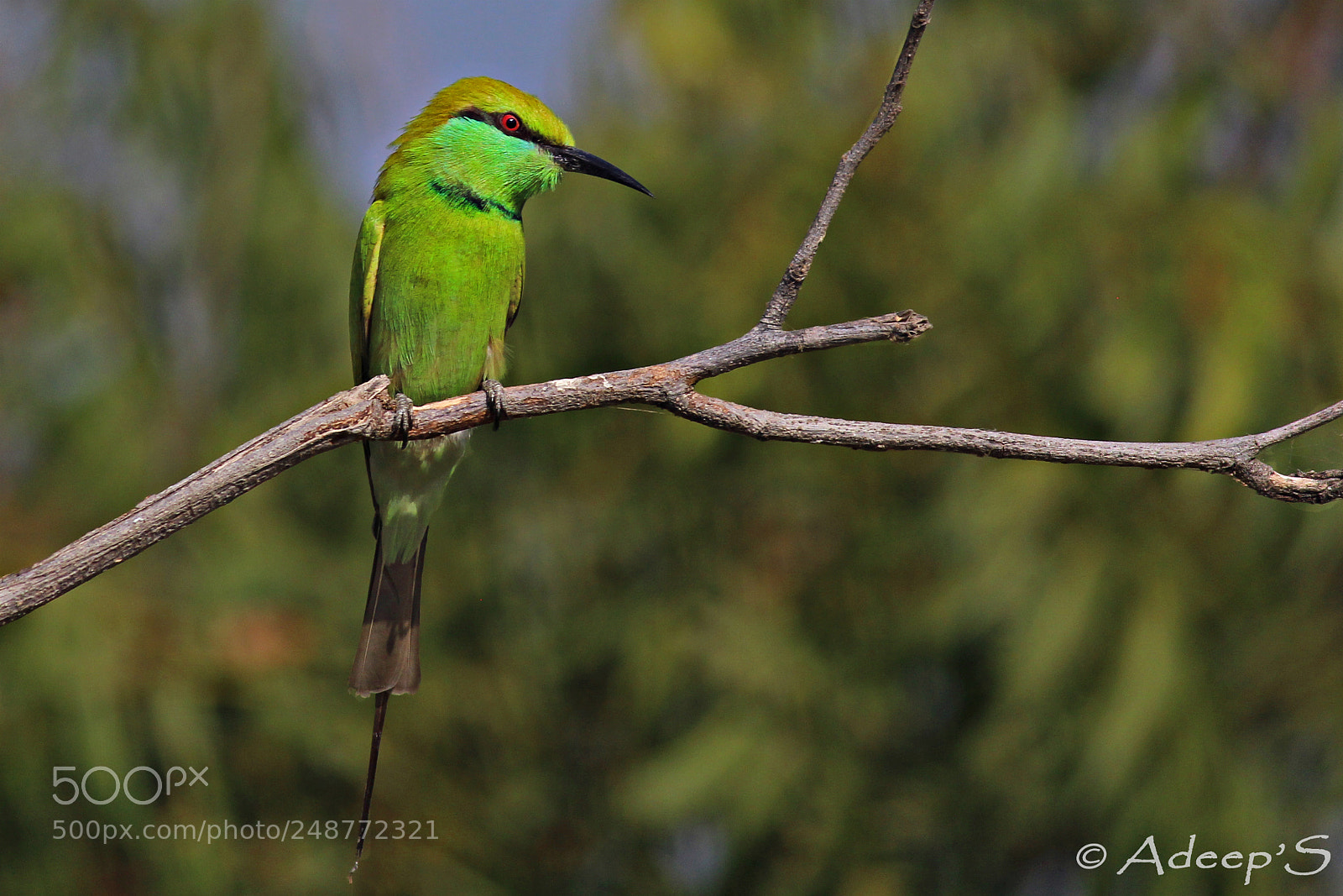 Canon EOS 700D (EOS Rebel T5i / EOS Kiss X7i) sample photo. Green bee-eater.. photography