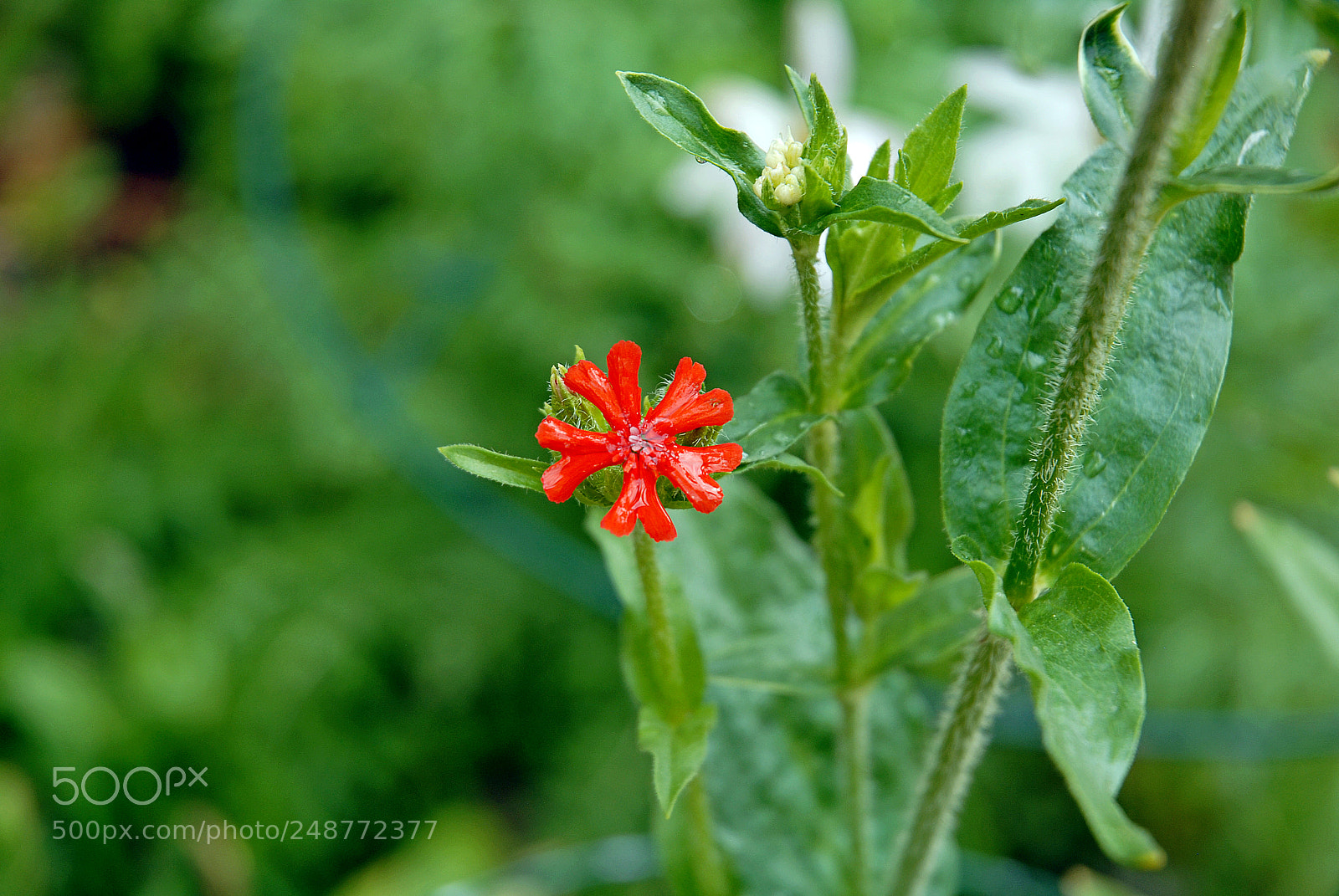 Nikon D200 sample photo. Hearts of the garden photography