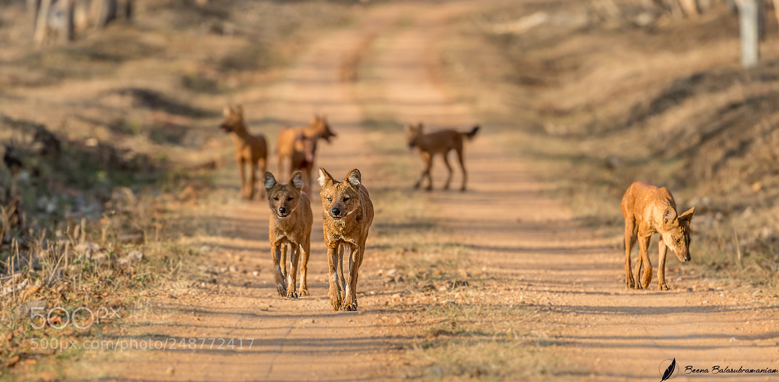 Canon EOS-1D X Mark II sample photo. Dholes of kabini photography