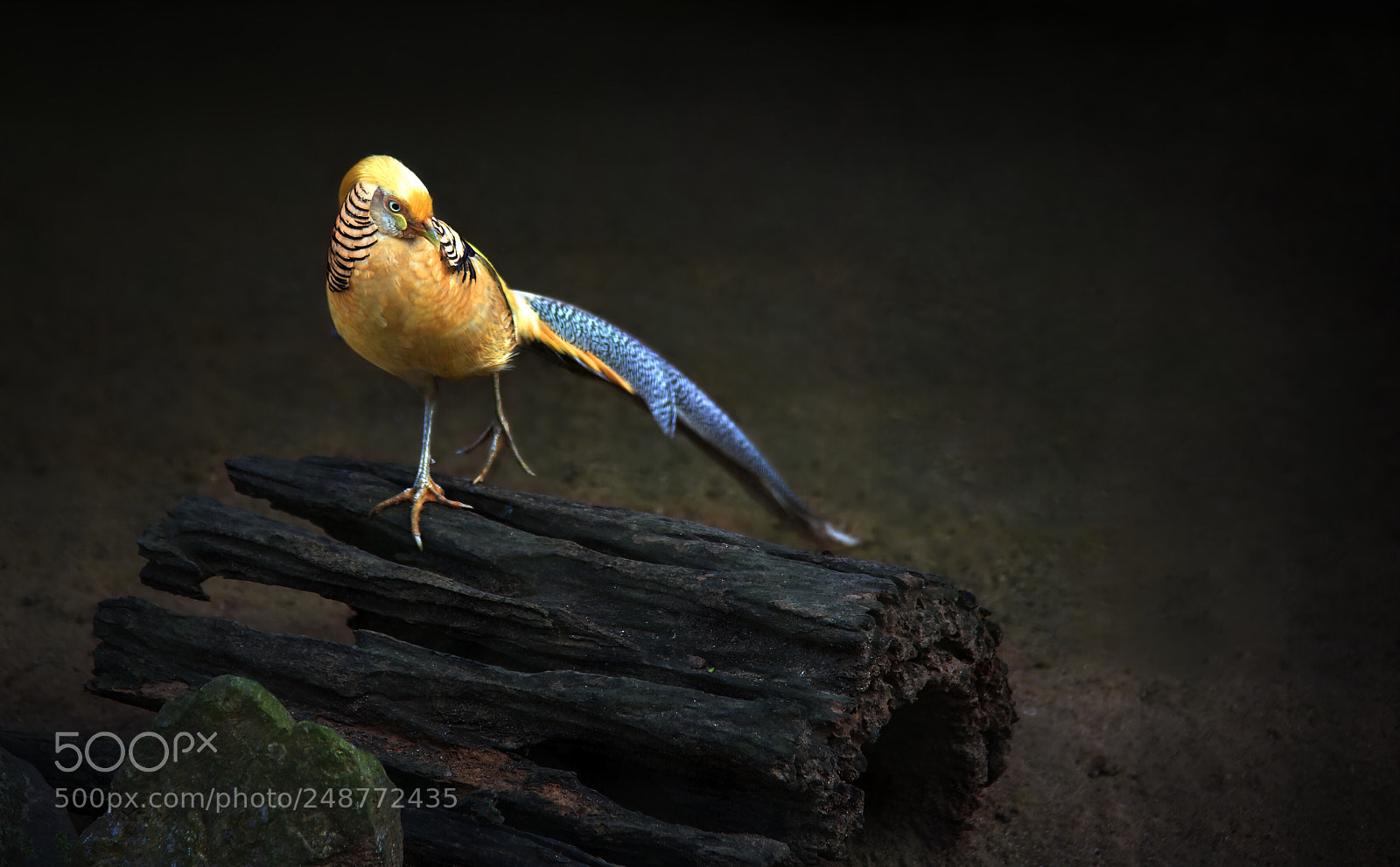 Nikon D610 sample photo. Yellow golden pheasant jumping photography