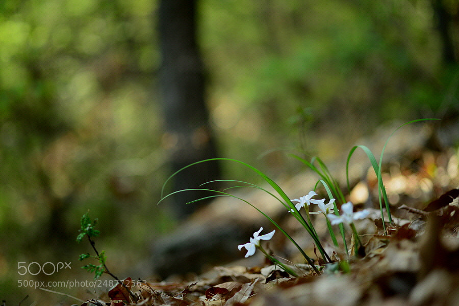 Nikon D800 sample photo. Forest faeries. photography