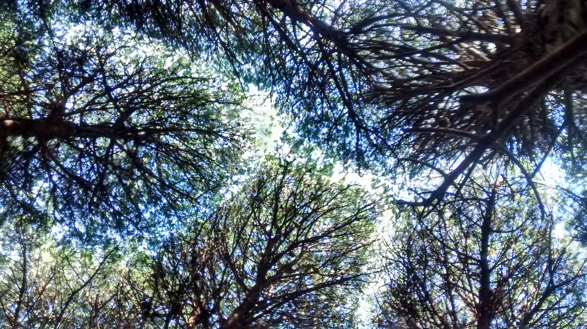 Motorola XT1032 sample photo. Bosque photography