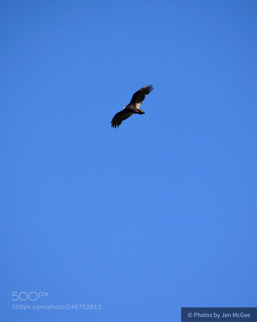 Nikon D5300 sample photo. Soaring photography
