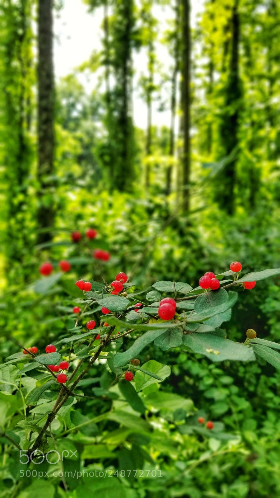 Samsung Galaxy S8+ sample photo. Forest berries photography
