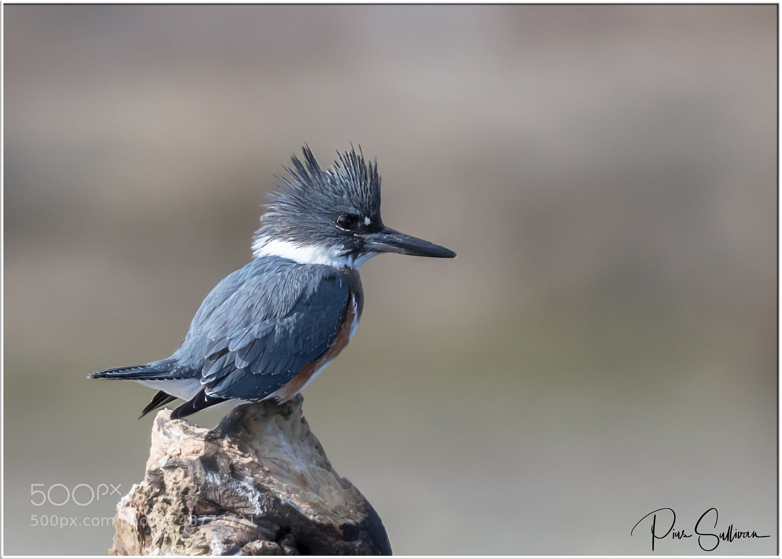 Canon EOS-1D X Mark II sample photo. Belted kingfisher photography