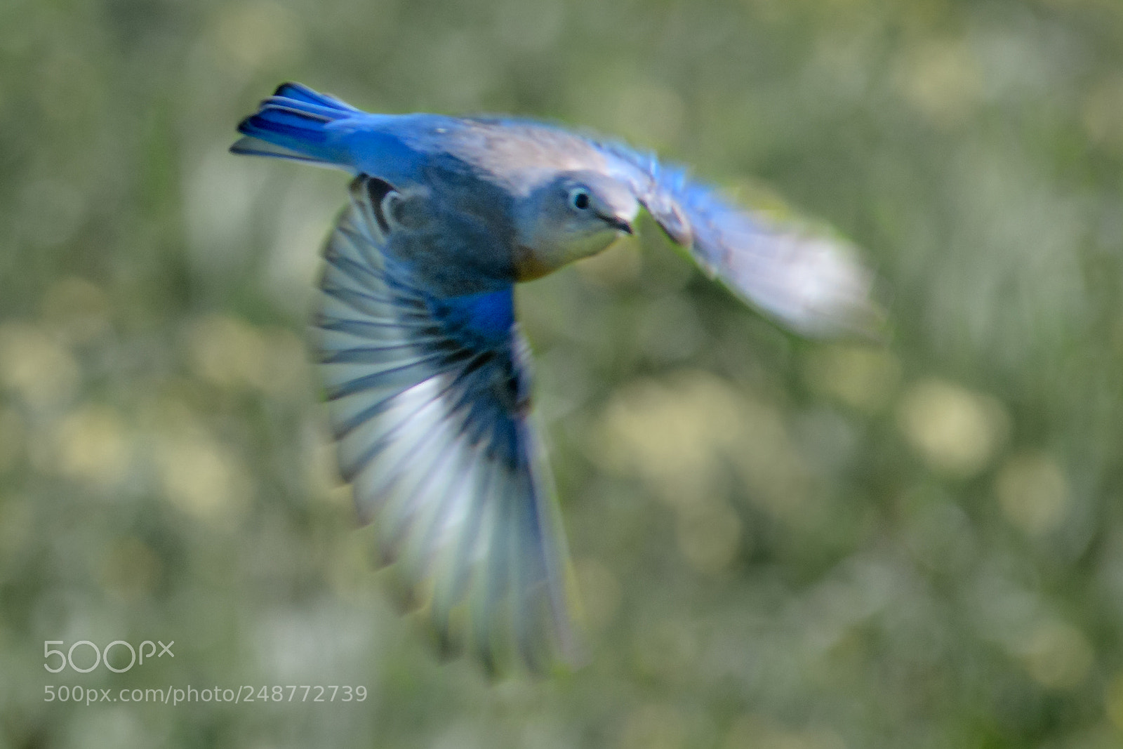Nikon D500 sample photo. Blue bird photography