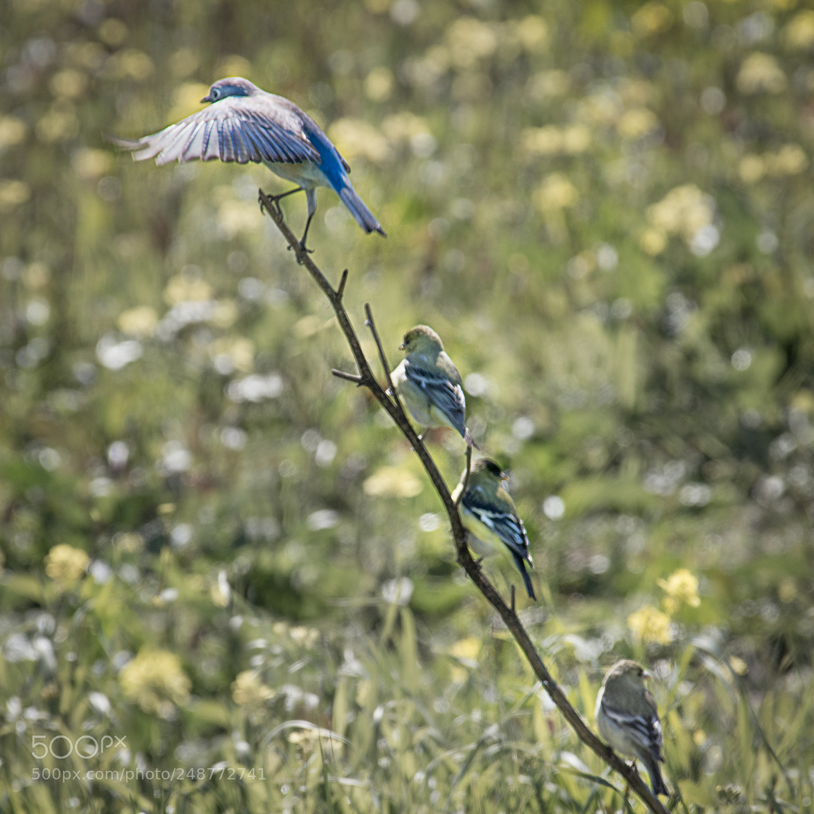 Nikon D500 sample photo. 4 birds photography
