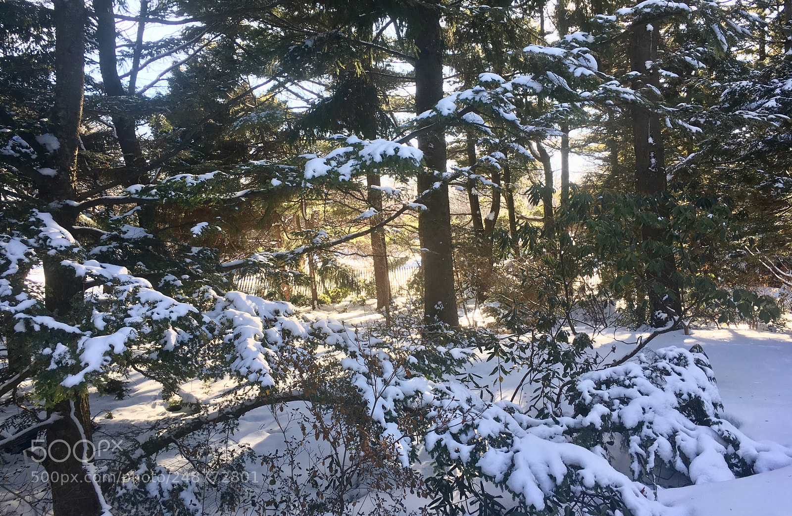 Apple iPhone SE sample photo. The forest and winter photography