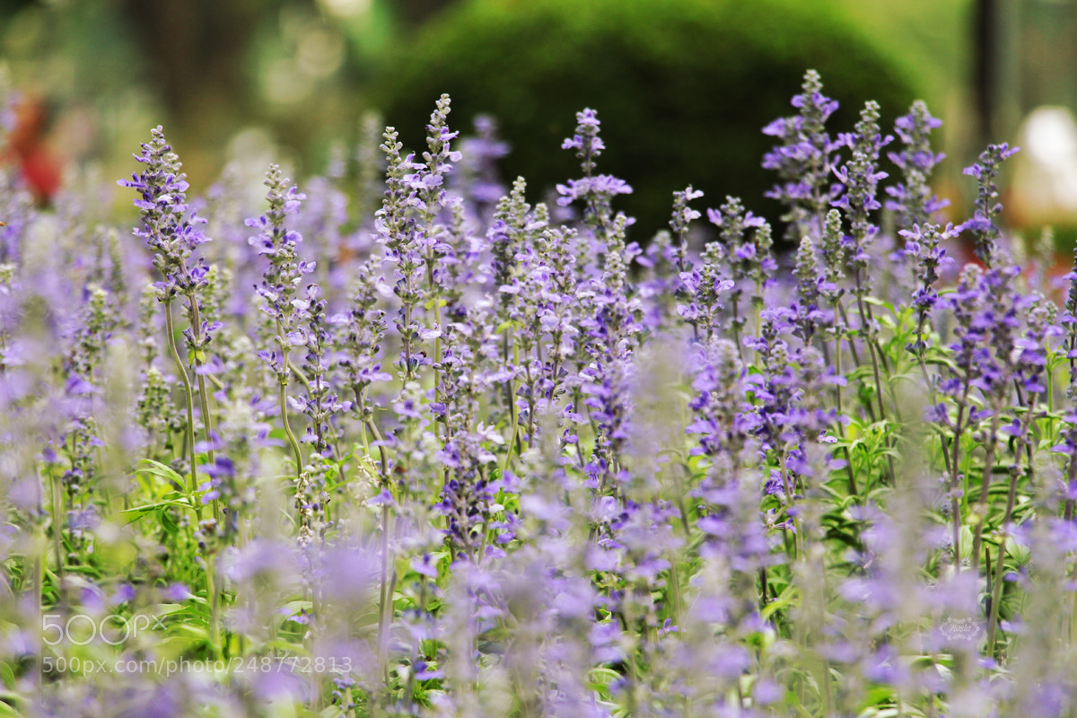 Canon EOS 700D (EOS Rebel T5i / EOS Kiss X7i) sample photo. Lavender photography