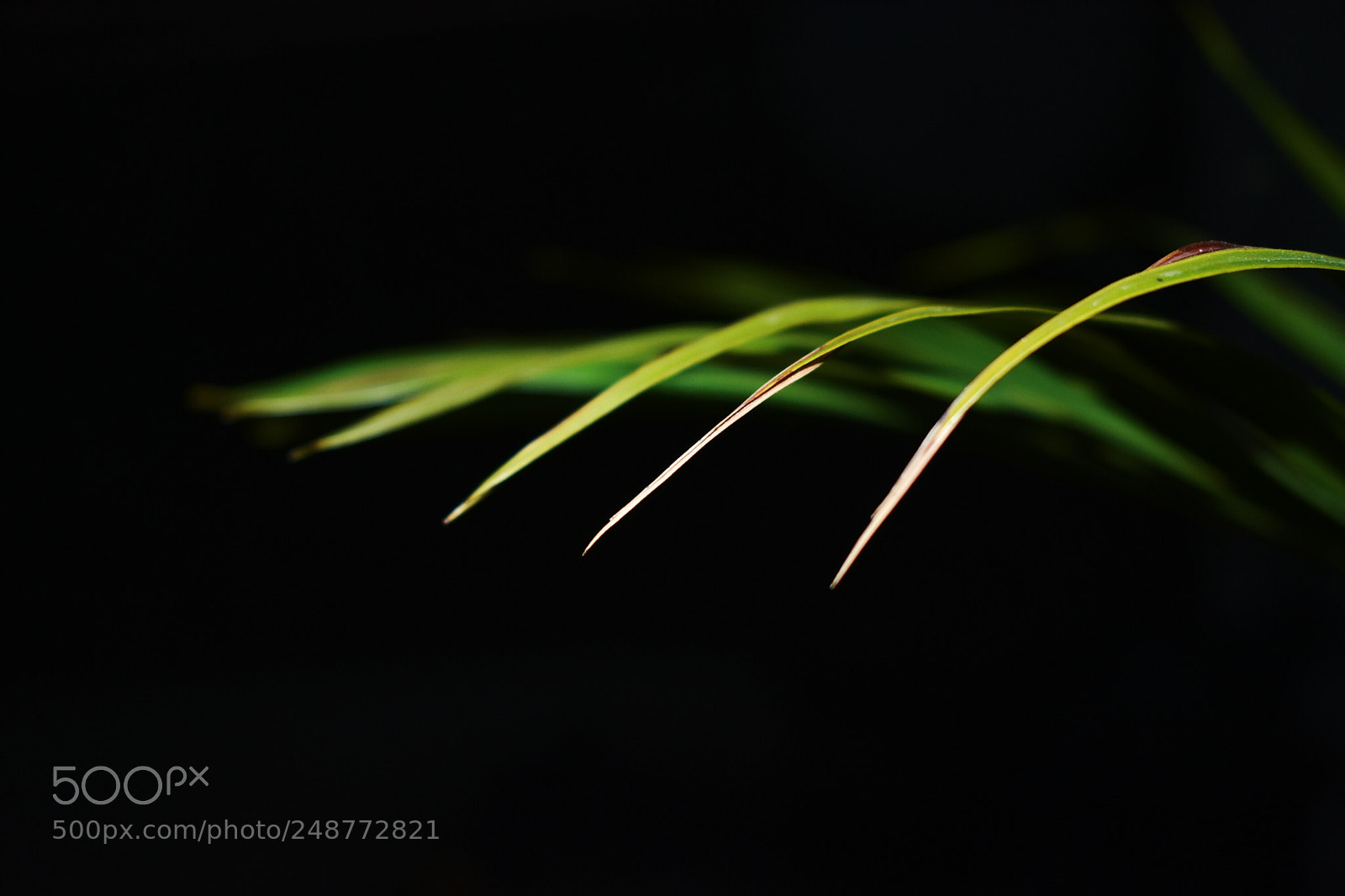 Nikon D3400 sample photo. Natural pattern photography