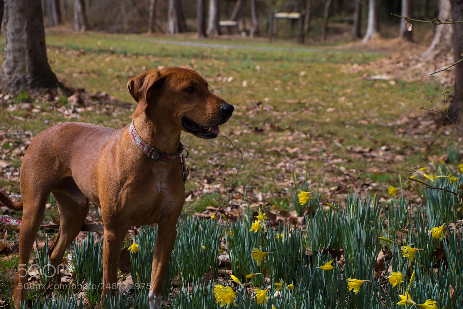 Canon EOS 80D sample photo. Happy dog photography