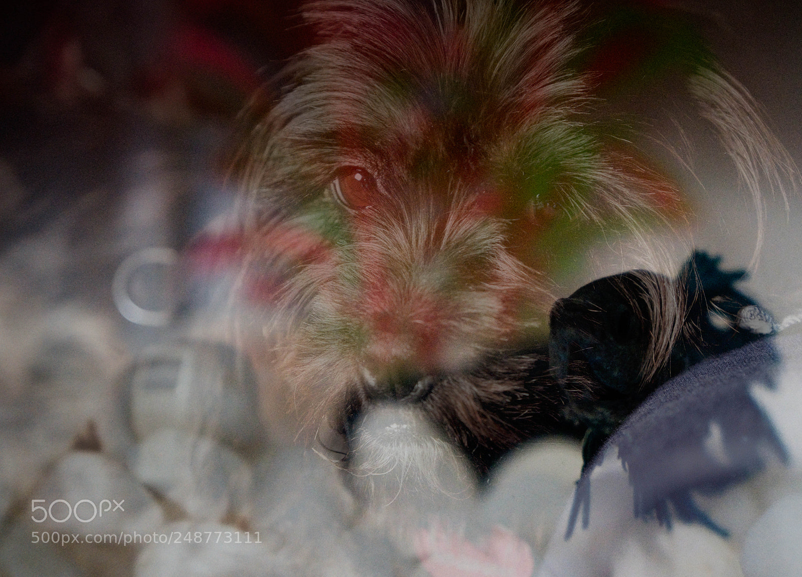 Fujifilm X-T10 sample photo. Pets photography
