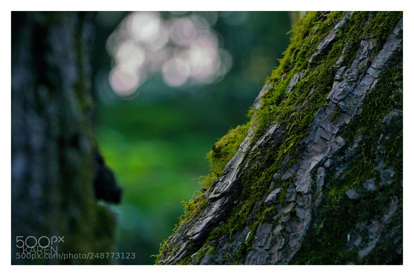 Sony a7R II sample photo. Moss on the tree photography