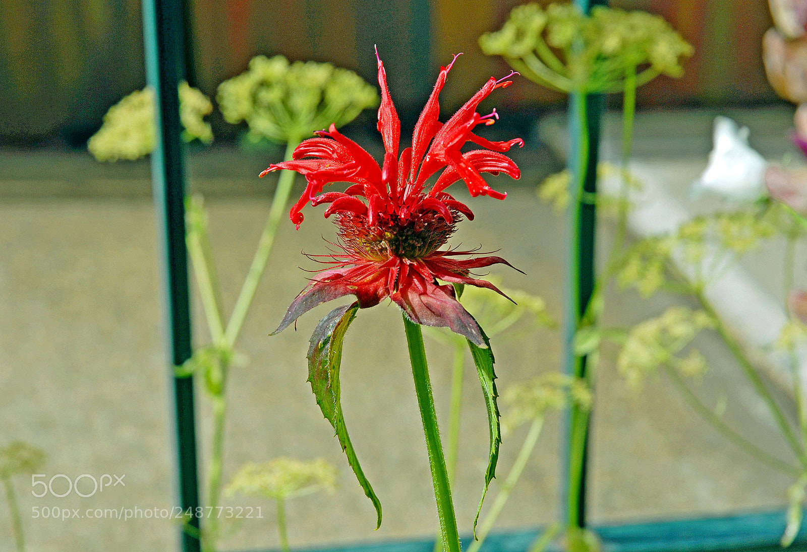 Nikon D200 sample photo. Red spider photography